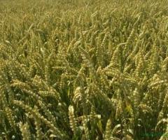 Семена-овес, пшеница,ячмень,горох,урожай 2023