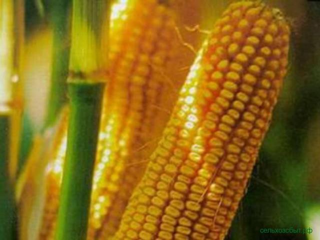 Семена кукурузы Росс-199 МВ, Росс-130СВ