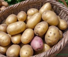 Продажа картофеля недорого