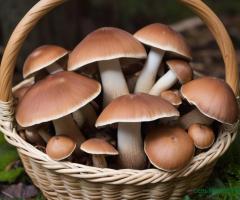 продажа лесных грибов